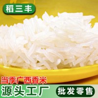 【25kg裝】原生態(tài)農(nóng)家稻谷長(zhǎng)粒香米25kg家用軟糯貓牙絲苗米粥米