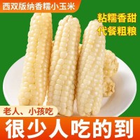 云南西雙版納拇指玉米新鮮甜香白糯迷你寶寶手指玉米早餐代餐