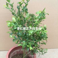 藍(lán)莓苗盆栽藍(lán)莓樹果苗北方南方種植四季果樹薄霧兔眼特大陽 臺帶果