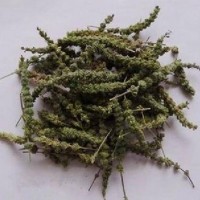 中藥材批發(fā)荊芥穗 荊芥穗的價格