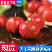 現摘新鮮甜紅子山楂紅果基地 冰糖葫蘆用山楂果山里果山里紅