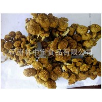 加工采摘野生食用菌散貨批發(fā)干貨庫存農(nóng)產(chǎn)品食用香菇黃金菇