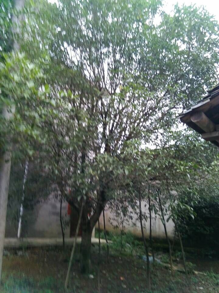 QQ圖片20151016112016