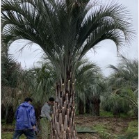 福建布迪椰子報價 千畝布迪椰子產地批發(fā) 歡迎咨詢
