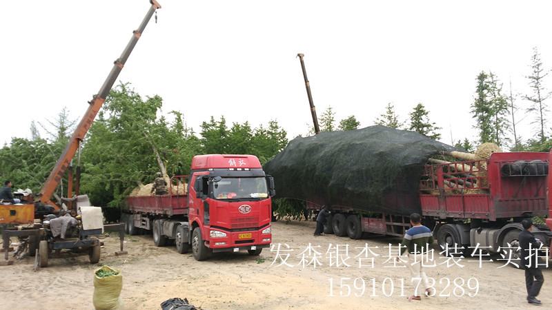 紅車6