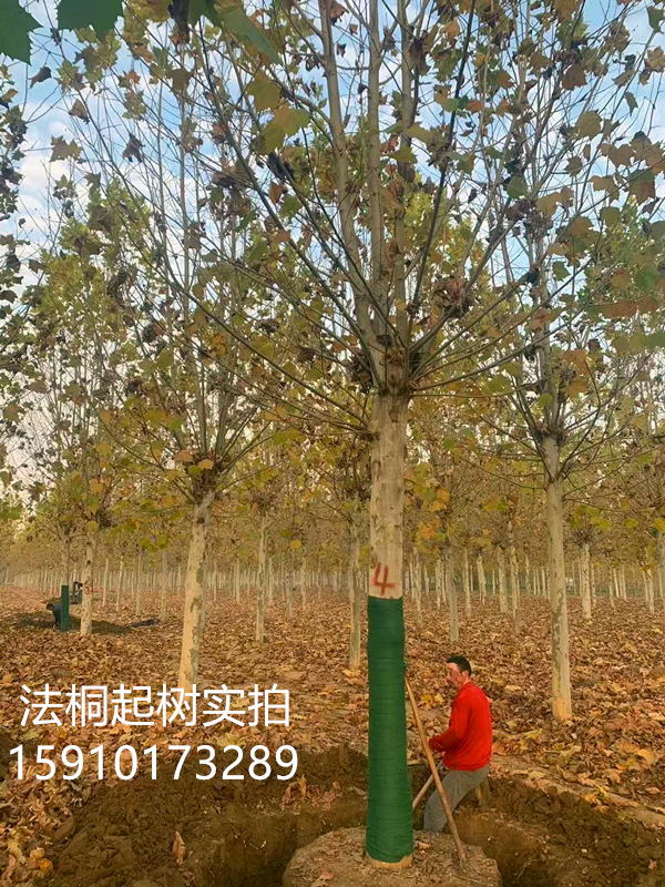 法桐起樹1