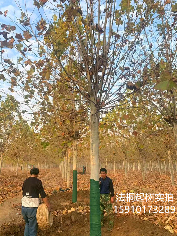 法桐1