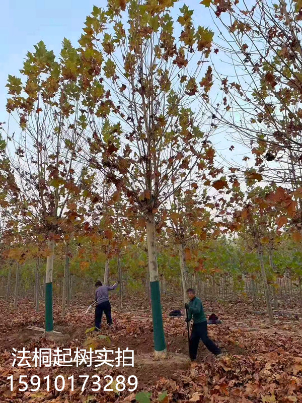 法桐起樹2