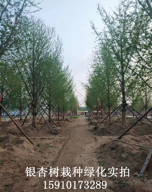 銀杏樹裝車現(xiàn)場1