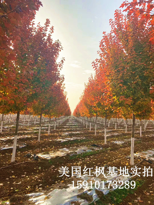 美國(guó)紅楓1