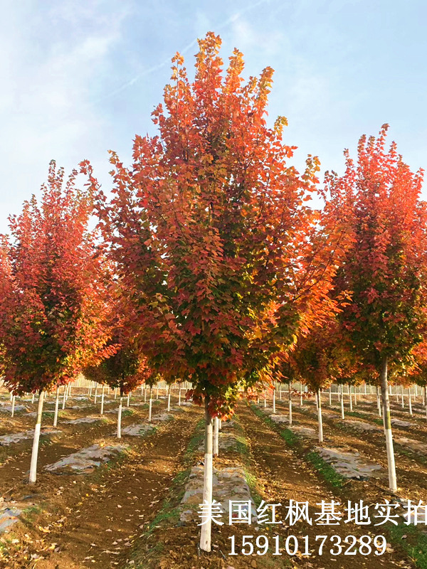 美國(guó)紅楓4