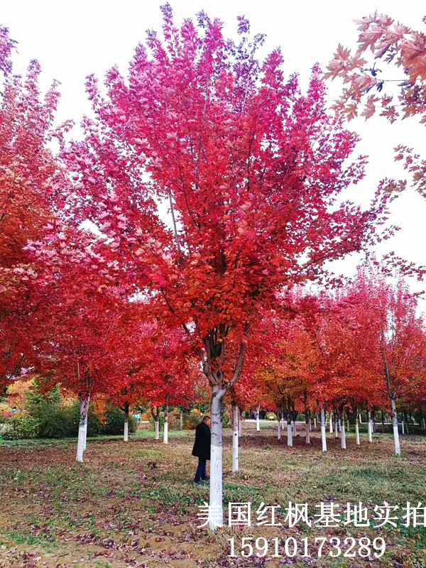 美國(guó)紅楓