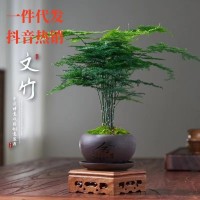 文竹盆栽室內(nèi)花卉植物客廳吸某醛盆景辦公桌面四季常青小綠植好養(yǎng)