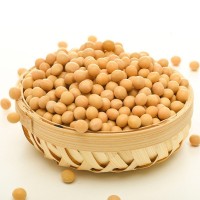 東北黃豆農(nóng)家地種植現(xiàn)貨批發(fā)豆粉末原料真空包裝現(xiàn)貨廠家直銷