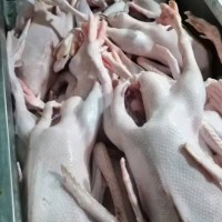 【徐州翼達】全凈膛仔鵝 去心肝肺 毛干凈 純干貨 新鮮 39斤凈重