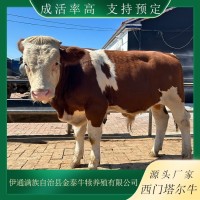 西門塔爾牛養(yǎng)殖場(chǎng) 視頻 現(xiàn)場(chǎng)挑選小牛犢 品種多樣 貨源充足 發(fā)貨快