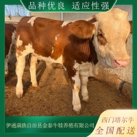 廠家供應(yīng) 肉牛犢 西門塔爾牛特點(diǎn) 體軀長 呈圓筒狀 肌肉豐滿 四肢結(jié)實(shí)
