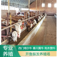 開魯振發(fā)養(yǎng)殖場(chǎng) 改良肉牛犢 牛苗 廠家供應(yīng) 活體黃牛