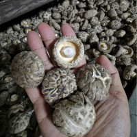 隨州香菇干貨散裝產地直發(fā) 茶花菇 4-5干貨特級可出口 香菇特產