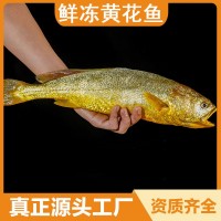 鮮凍大黃魚新鮮生鮮鮮活冰鮮黃魚海魚寧德特產黃花魚550g-650g裝