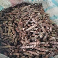 供應 夏枯球 夏枯草1000克 批發(fā)零售 品種齊全 批發(fā)零售