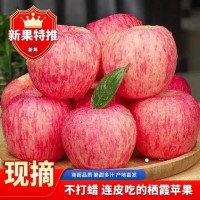 正宗煙臺棲霞紅富士蘋果脆甜多汁新鮮采摘應(yīng)季水果整箱包郵批發(fā)