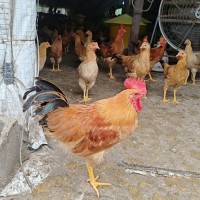 小公雞皖南土雞走地雞農(nóng)村散養(yǎng)雞蟲草雞1.3kg左右現(xiàn)殺順豐包郵
