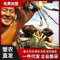 全國招代理加盟陽澄湖鎮(zhèn)螃蟹加盟禮盒V商一件代發(fā)產(chǎn)地發(fā)貨 大閘蟹