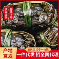 企業(yè)集采團購價優(yōu)產(chǎn)地直發(fā)大閘蟹公母蟹螃蟹陽澄湖鎮(zhèn)官方加 盟禮盒