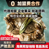 大閘蟹陽澄湖廠家供應(yīng)鏈鮮活螃蟹毛蟹湖蟹直招代理禮盒誠(chéng)邀批發(fā)