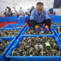 正宗陽澄湖蟹農(nóng)直發(fā)大閘蟹源頭供應(yīng)鏈水產(chǎn)送禮團(tuán)購(gòu)螃蟹禮盒批發(fā)