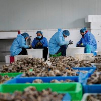陽澄湖鮮活大閘蟹批發(fā)螃蟹嘗鮮2.5兩母蟹 34.75元/只，8只起拍