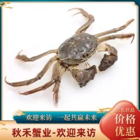 螃蟹陽(yáng)澄湖鎮(zhèn)鮮活大閘蟹蘇州產(chǎn)地禮盒禮券蟹卡批發(fā)團(tuán)購(gòu)【蟹農(nóng)螃蟹