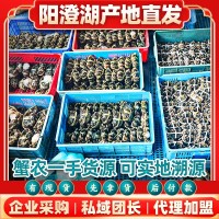 全公母大閘蟹鮮活水產(chǎn)河蟹陽(yáng)澄湖養(yǎng)殖新鮮批發(fā)中秋螃蟹禮盒公司采