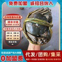 大閘蟹鮮活水產(chǎn)招代理河蟹陽(yáng)澄湖新鮮養(yǎng)殖批發(fā)公司團(tuán)購(gòu)活蟹批發(fā)
