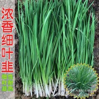 四季韭菜種子小細葉韭菜種籽老品種庭院陽臺盆栽大田留種四季種