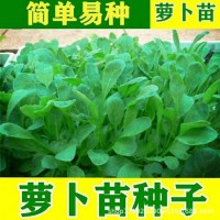 蘿卜苗種子籽專吃蘿卜苗種籽陽臺盆栽當季豐產(chǎn)秋冬季蔬菜種子大全
