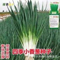 小香蔥籽種子四季易種小蔥種子陽(yáng)臺(tái)室內(nèi)盆栽蔥種子批發(fā)家庭菜種子