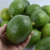 自家果園廣東香水檸檬新鮮現(xiàn)摘奶茶店專用一級(jí)青檸檬當(dāng)季源頭批發(fā)