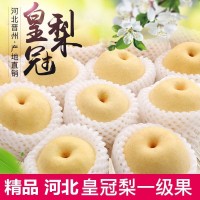 河北皇冠梨10斤包郵整箱新鮮水果梨當季梨子趙縣