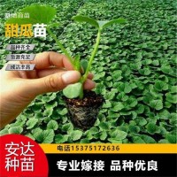 基地 種植基地發(fā)貨 免費(fèi)技術(shù)指導(dǎo) 博洋9甜瓜苗 抗病毒 果香誘人