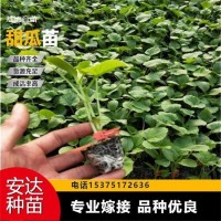 廠家直供 免費(fèi)技術(shù)指導(dǎo) 抗裂果形好 博洋9甜瓜苗 大棚培育種植 好吃