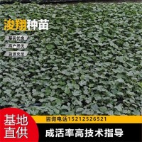 麒麟 免費(fèi)技術(shù)指導(dǎo) 種類(lèi)齊全 西瓜苗 果皮薄 溫室常年種植