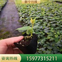 羅漢果苗帶土樹(shù)苗當(dāng)年掛果庭院陽(yáng)臺(tái)種植包教種植管理技術(shù)