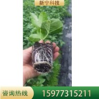 紫香百香果苗盆栽當(dāng)年結(jié)果帶盆發(fā)貨營(yíng)養(yǎng)土培育脫毒無(wú)菌苗