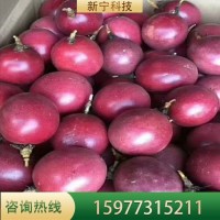 百香果苗雞蛋果苗紫香臺(tái)農(nóng)黃金果樹(shù)苗四季可種盆栽