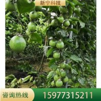 苗木地基地供應(yīng)紫香百香果當(dāng)年結(jié)果爬藤南方種樹(shù)苗