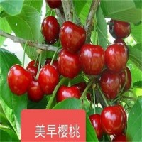 吉賽拉砧木嫁接櫻桃種苗 車(chē)?yán)遄訕?shù)苗 薩米脫根系發(fā)達(dá) 保濕郵寄