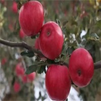 苗圃培育 嫁接矮化蘋(píng)果樹(shù)苗 口感甜脆 品種齊全