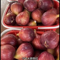 新品種無(wú)花果苗 金傲芬 波姬紅果大汁甜 早熟無(wú)花果樹(shù)苗 庭院種植
